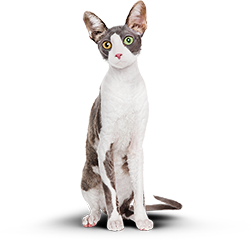 Фото кота Бориса после диеты