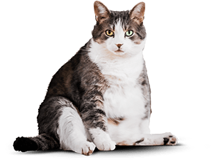 Фото кота Бориса до диеты